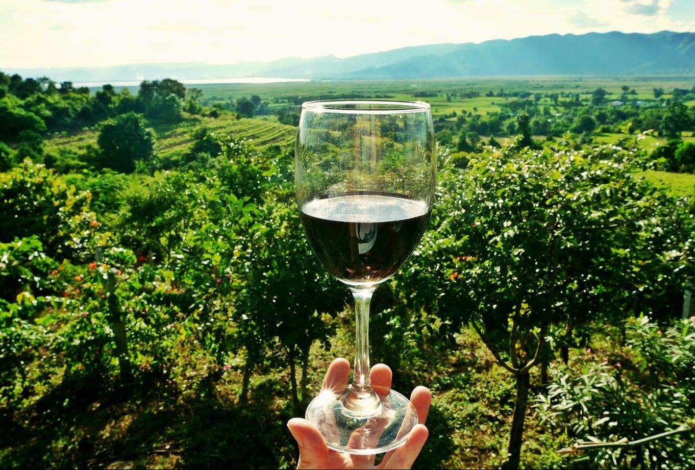 winery vs vineyard - featured image