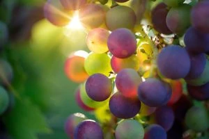 grapes for wine production